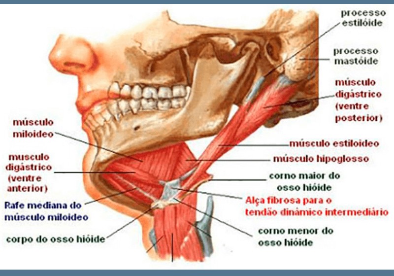 Processo Estilóide