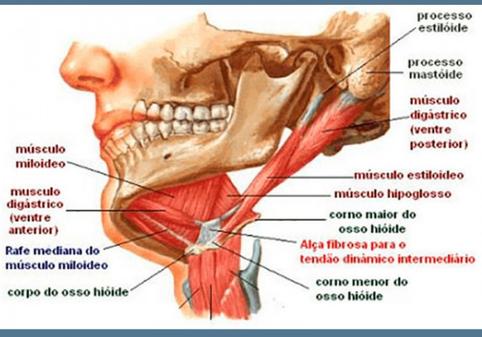 Processo Estilóide