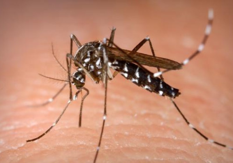 Doenças transmitidas pelo Aedes Aegypti