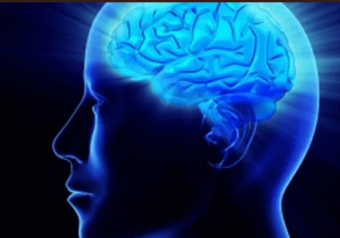 Regiões relacionadas à Inteligência do Cérebro